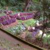 Mind Blowing Flowers in Botanical Garden - Ooty