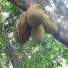 Jackfruit in Thuckalay