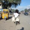 Chicken being carried in a two wheeler in Pallavaram
