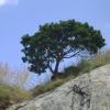 Tree on Rock Top - Tirumalai, Panboli