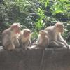 Monkeys are commonly found in Papanasam
