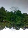 Mirror image of tree in water