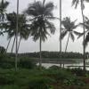 Beauty of coconut trees by lakeside
