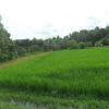 Green paddy fields of Peramangalam