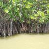 Mangrove Forest in Pichavaram