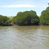 Mangrove Forest in Pichavaram