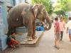 Temple elephant greets passersby in front of the Manakula Vinayagar Temple