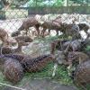 A Zoo at Puranattukara in Thrissur