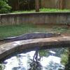Crocodile in Puranattukara