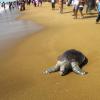 A Turtle at the beach, Puri
