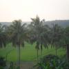Paddy fields of Thrissur