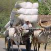 Bullock cart - Rajkot