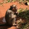 Monkey Eating Food in a Style