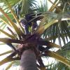 Palm Trees Work Sayalkudi in Ramanathapuram Dist