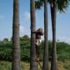Palm Tree Climbing in Sayalkudi ..Ramanathapuram Dist