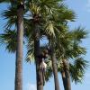 palm Trees Climbing in Sayalkudi Ramanathapuram Dist