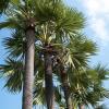 Sayalkudi Town Palm Trees in Ramanathapuram Dist