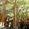 Banyan Tree in Rameshwaram