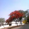 Natural beauty of roadside in Ranchi