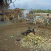 Cutting Sugarcane - Saharanpur