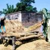 Taking paddy from the husk - Saharanpur