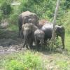 Group of Elephants Sathyamangalam Forest