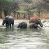 Elephants bath in Sathyamangalam Forest