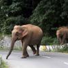 Elephants crossing the road in Sathyamangalam Forest