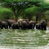 Elephants in water, Sathyamangalam Forest