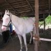 White horse in Sathyamangalam