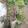 Monkey in Sathyamangalam