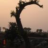 Strange Shape Tree in Sehore