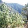 Pine Trees at Shimla