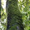 Algae on a tree in Agumbe