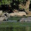 Hippo taking a bath at Agumbe