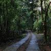 Neat pathway at Agumbe