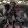 Monkeys at Sholingur Hill Temple