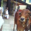 Holy cow at Sringeri