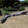 Alligator at Nakshatra Vatika, Shukratal