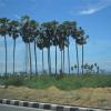 Beautiful palm trees at Bypass Sivakasi