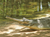 Crocodile at Sivaram Sanctuary