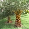 Palm Tree in Supertech Park, Siwaya