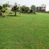 Beautiful Grass in Siwaya