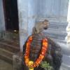 Monkey sitting on the Vinayagar statue, SriKalahasti