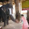 Elephant in Srirangam Temple
