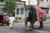 Sri Rangam elephant