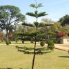 Garden in Tipu Sultan Palace
