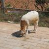 Baby Goat in the streets of Srirangapatna