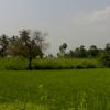 Green field in Sundararajapuram