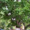 Five Falls Platform Tree in Courtallam.... Tenkasi